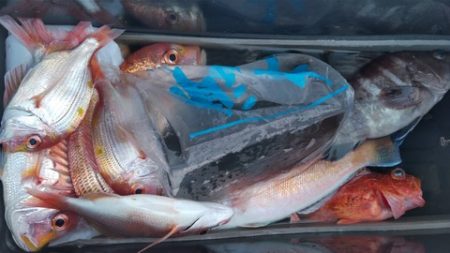 遊漁船 新鋭丸 釣果