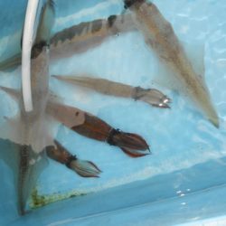 こうゆう丸 釣果