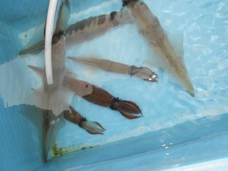 こうゆう丸 釣果