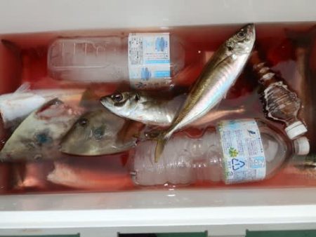 第二むつ漁丸 釣果