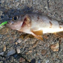 宵姫シリーズはビギナーにも使いやすいアイテム！【がまかつ LUXXE宵姫　インプレッション】