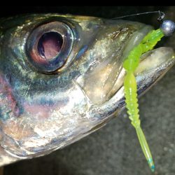 メガアジ・ギガアジ10匹以上！【がまかつ LUXXE宵姫　インプレッション】