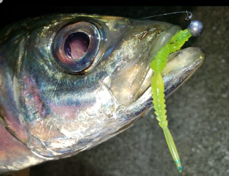 メガアジ・ギガアジ10匹以上！【がまかつ LUXXE宵姫　インプレッション】