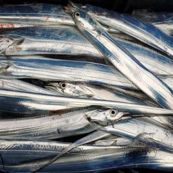 遊漁船 ニライカナイ 釣果