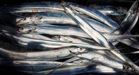 遊漁船 ニライカナイ 釣果