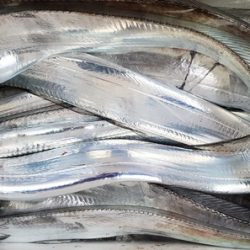 遊漁船 ニライカナイ 釣果