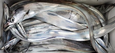 遊漁船 ニライカナイ 釣果