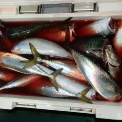 第二むつ漁丸 釣果