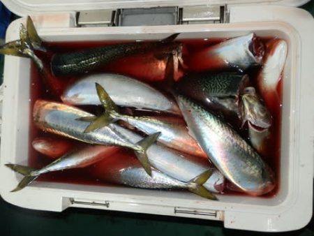 第二むつ漁丸 釣果