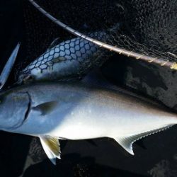 第五慶門丸 釣果