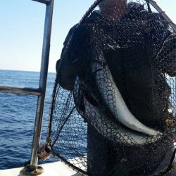 第五慶門丸 釣果