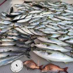 ミタチ丸 釣果