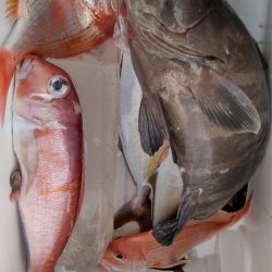 遊漁船 新鋭丸 釣果