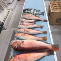 龍宮丸 釣果