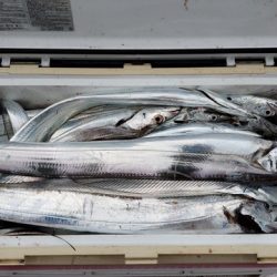 遊漁船 ニライカナイ 釣果