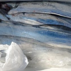 遊漁船 ニライカナイ 釣果