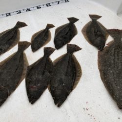 Magic（マジック） 釣果