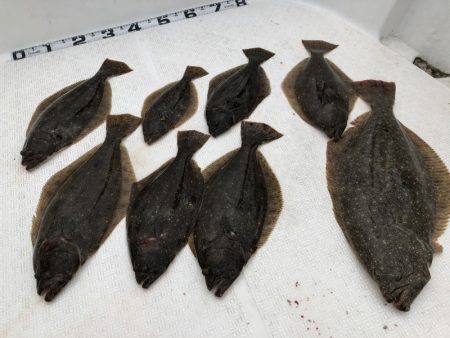 Magic（マジック） 釣果