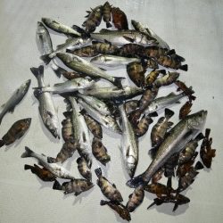 TOPGUN名古屋 釣果