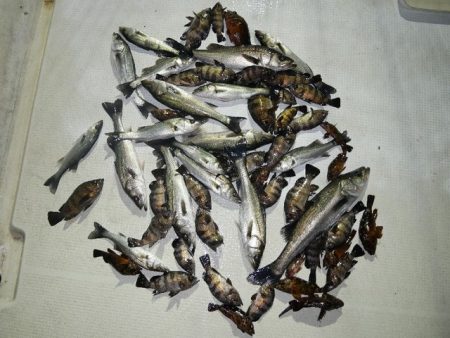 TOPGUN名古屋 釣果