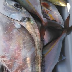 遊漁船 新鋭丸 釣果