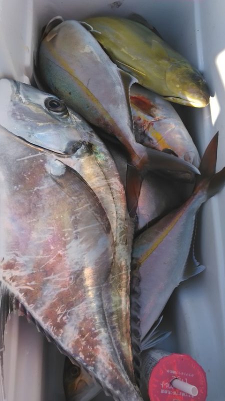 遊漁船 新鋭丸 釣果