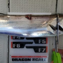 遊漁船 ニライカナイ 釣果