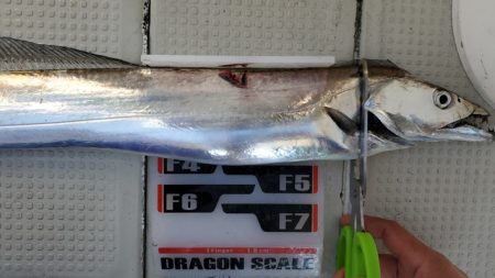 遊漁船 ニライカナイ 釣果