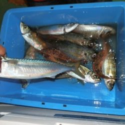 第二むつ漁丸 釣果