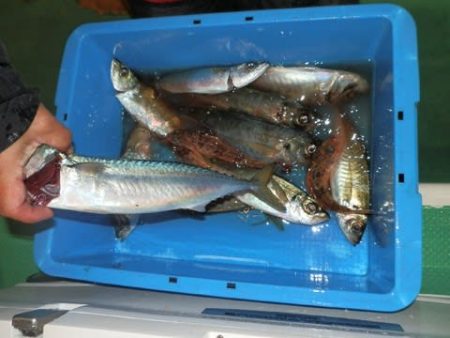第二むつ漁丸 釣果