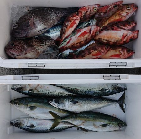 気仙沼　つり丸 釣果