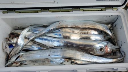 遊漁船 ニライカナイ 釣果