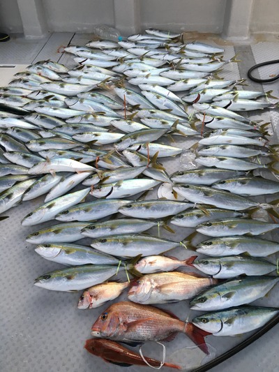 ミタチ丸 釣果