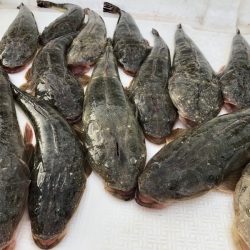 Magic(マジック) 釣果