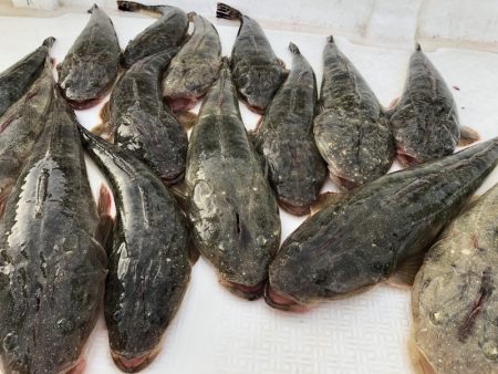 Magic(マジック) 釣果