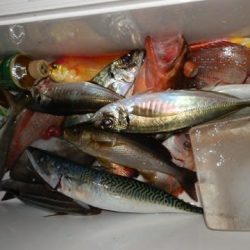 第二むつ漁丸 釣果