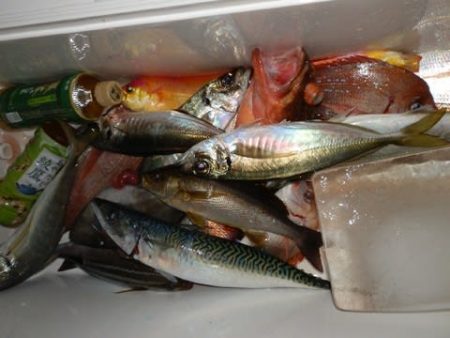 第二むつ漁丸 釣果