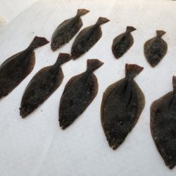 Magic（マジック） 釣果