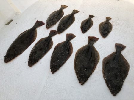 Magic（マジック） 釣果