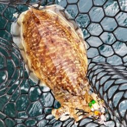 遊漁船 ニライカナイ 釣果