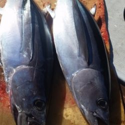 小海途 釣果