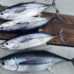 小海途 釣果