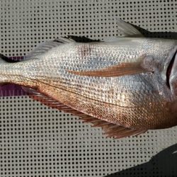 遊漁船 ニライカナイ 釣果