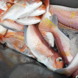 こうゆう丸 釣果