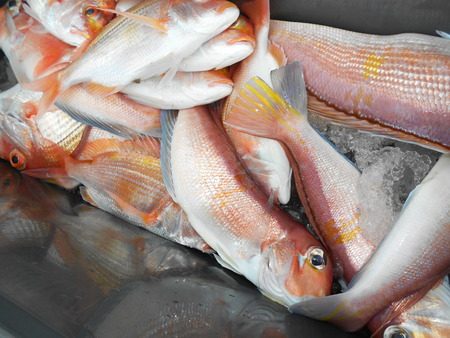 こうゆう丸 釣果