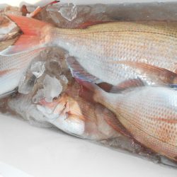 こうゆう丸 釣果