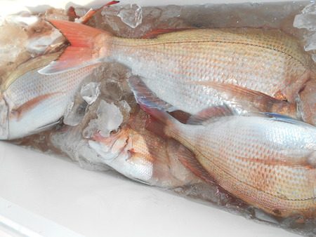 こうゆう丸 釣果