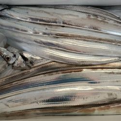 遊漁船 ニライカナイ 釣果