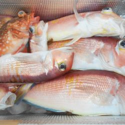 こうゆう丸 釣果