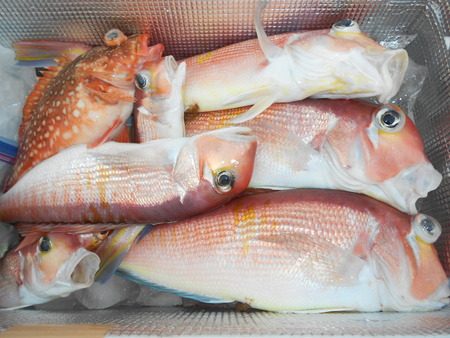 こうゆう丸 釣果